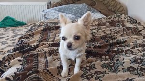 Злая чихуахуа