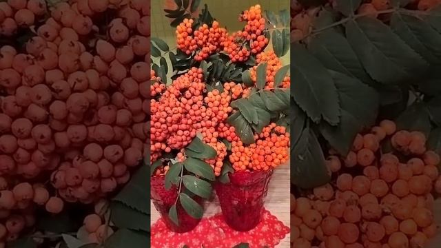 Рябиновое настроение🧡🌿🧡🌿🧡