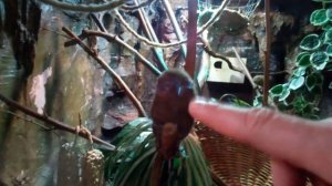 Обезьяна мармозетка