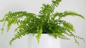 Ошибки выращивания папоротников. Не растет и болеет, что делать?