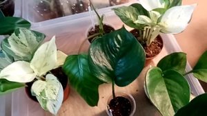 Выставка цветов в Краснодаре.