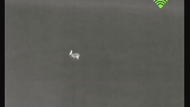 Dali s240 заяц смотреть онлайн