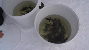 БЕСТЕР. 51 шт. Запускаю Бестера в пруд. Надеюсь подрастет и будет интересная рыбалка и рыба к столу