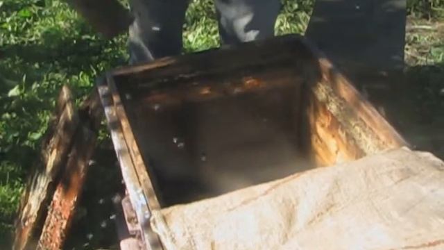 Работа на пасеке Формирование пчелиного гнезда смотреть онлайн