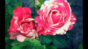 Цветы, фото цветов.