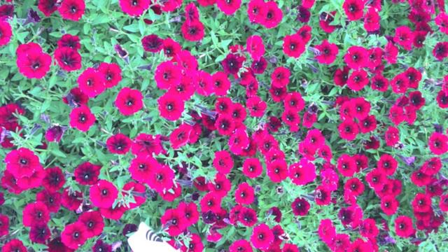 Petunias - Qual é a mais bela?