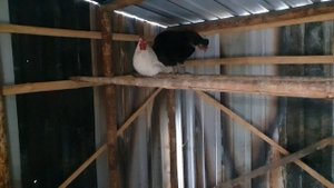 Курятник зимней весной, куры в летнем курятнике в апреле