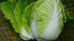 Весенние роллы с пекинской капустой