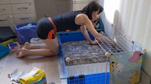 Уборка в вольере у морских свинок / How I cean guinea pig cage. Cleaning routine.