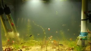 Очистят ли дафнии воду в аквариуме.