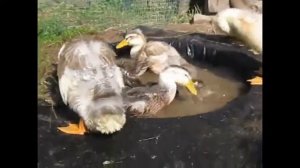 Утки Башкирки