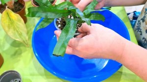 КОМНАТНЫЕ РАСТЕНИЯ(ЦВЕТЫ).НОВИНКИ ИЗ ЛЕРУА.