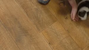 Приучаем морских свинок гулять по полу