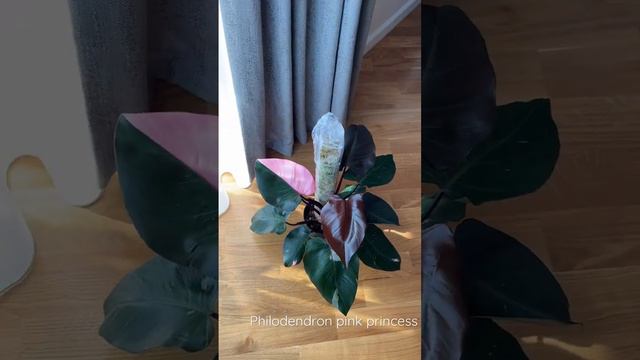 Philodendron pink princess