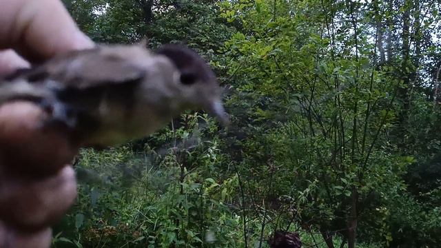 Ловля певчих птиц 20.08.2024. смотреть онлайн