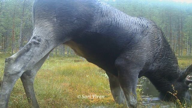 Finnish forest animals - wildlife camera смотреть онлайн
