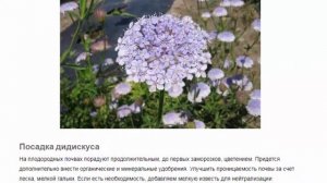 Дидискус Красивые растения для дома и сада