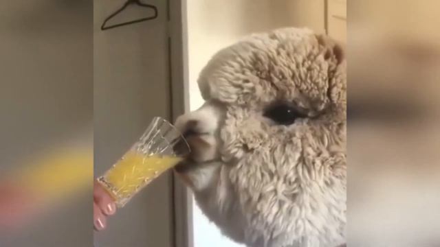 СМЕШНЫЕ ЖИВОТНЫЕ 2021 / ПРИКОЛЫ С КОТАМИ СОБАКАМИ / МИЛЫЕ И ЗАБАВНЫЕ ЖИВОТНЫЕ #130 смотреть онлайн