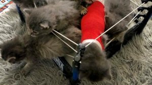 Кошка отказалась от котят по неизвестной причине. Перед ветеринарами стояла трудная задача