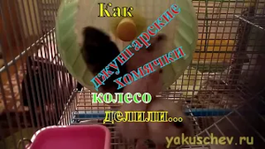 Как джунгарские хомячки колесо делили...