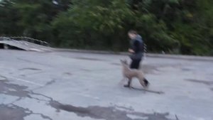 Тайский ридж- Райс, тренировка, послушание