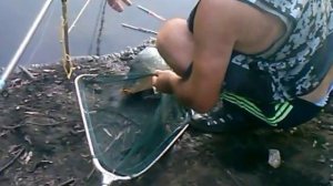 Ловля карпа на горох!(Поплавочная удочка).