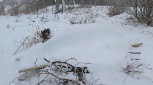 Укрытие ежевики на зиму - как это работает