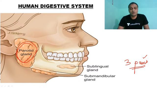 ROLE OF MOUTH IN DIGESTION | Bhupendra Pradhan