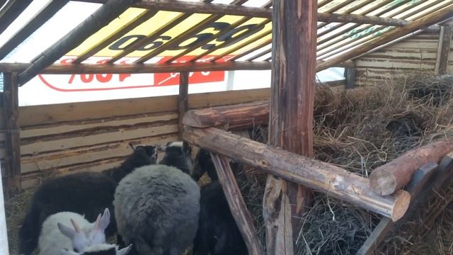 Переселили баранов в новый сарай. Отбили от мамок молодежь. Козел-король кормушки. смотреть онлайн