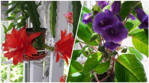 Домашние сады