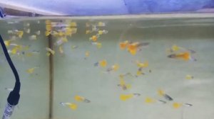 Жёлтые германские гуппи