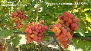ВЕЛЮР - виноград с ультраранним или ранним сроком созревания? Будет ли ягода в 20 гр?
