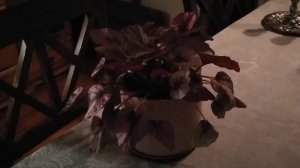 Begonia Rex Time Lapse