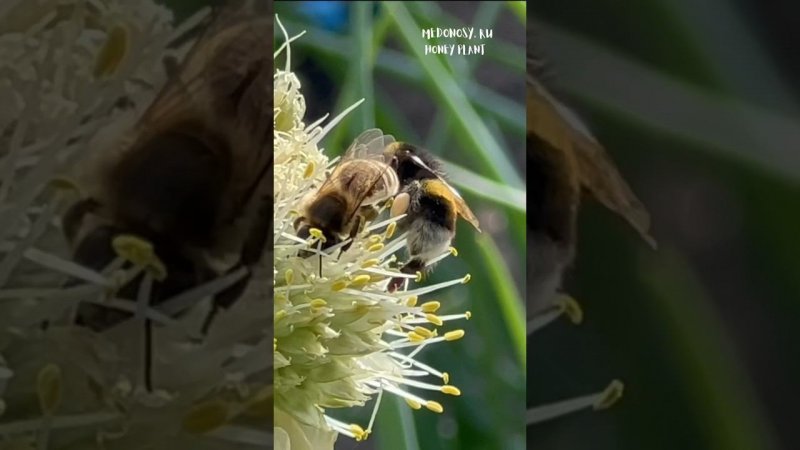 Драка шмеля с пчелой на медоносах Fight of a bumblebee with a bee on honey plants