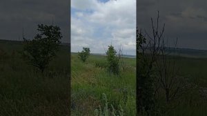 Степь чем далее, тем становилась прекраснее......(Гоголь Н.В )