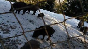 Вольерное хозяйство Яремче - Кабаны