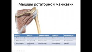 Вращательная манжета плеча: клиническая анатомия