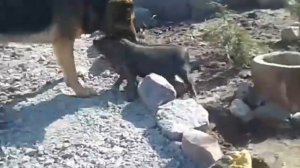 Злой кабан  VS Немецкая овчарка