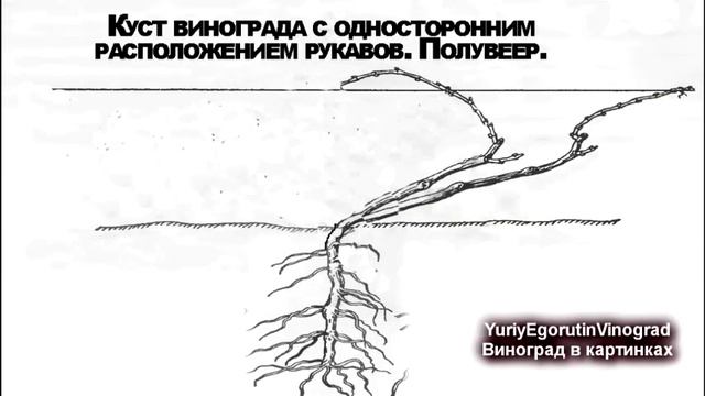 ? ШКОЛА ВИНОГРАДАРЯ 2019. КАК УСТРОЕНЫ РУКАВА, СУЧКИ ЗАМЕЩЕНИЯ, ПЛОДОВЫЕ СТРЕЛКИ, ПАСЫНКИ. ЧАСТЬ 2.