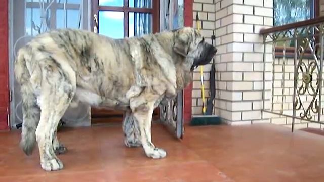 Изображение 1168.mov смотреть онлайн