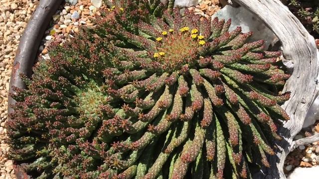 Jeanne Meadow's Succulent Garden, Tips and Tour, Part Two смотреть онлайн
