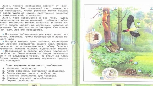 Жизнь леса. Окружающий мир. 4 класс, 1 часть. Учебник А. Плешаков стр. 164-169