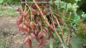 Сорта винограда 2020. Фламенко - весьма перспективный красавец