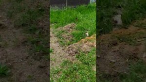 Делаем загон для кур