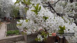 Черешня белая, цветение