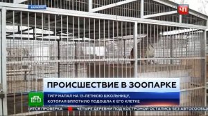 Тигр напал на девочку в Барнауле Видео с камер наблюдения