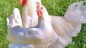 Не несутся куры. СМОТРИ И НЕ ПОВТОРЯЙ ЭТИХ ОШИБОК!