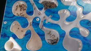 Муравьи 2 серия