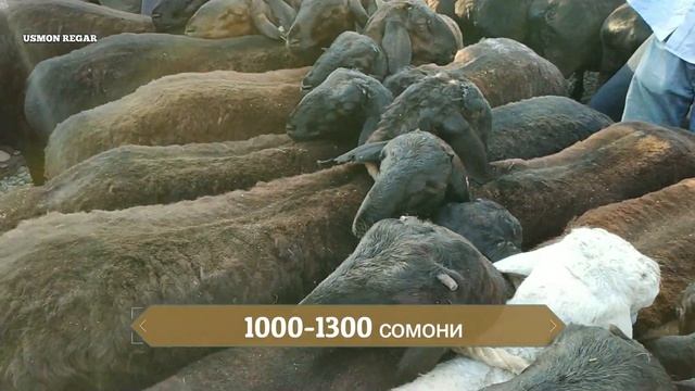 мол бозори душанбе нархи гусфандхо 24 июля
