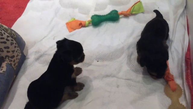 Шенки йорков *28 дней* смотреть онлайн